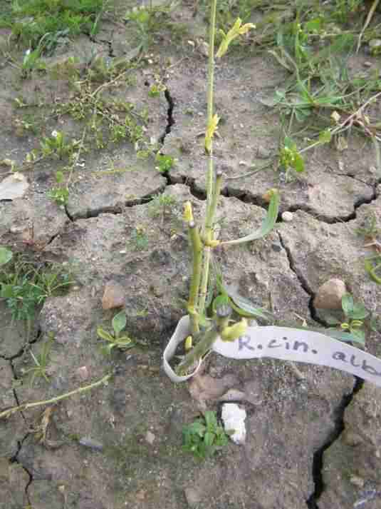 Rosa cinnamomea f. alba