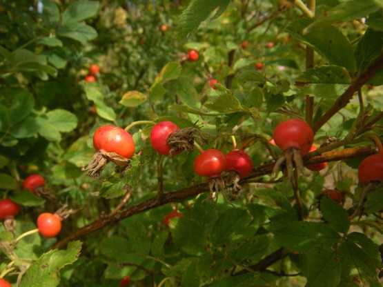 Rosa cinnamomea “Arno”, Früchte und Trieb
