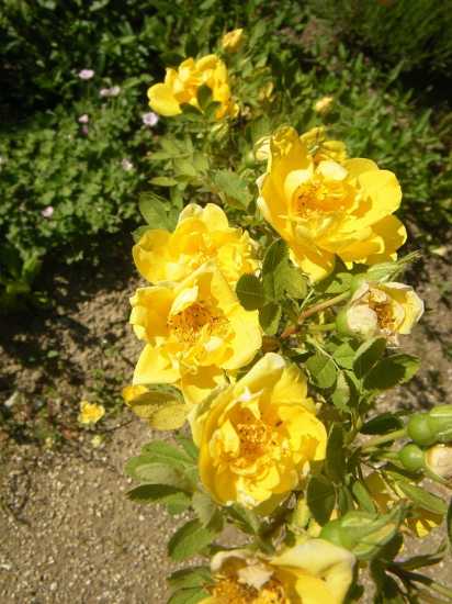 Rosa foetida