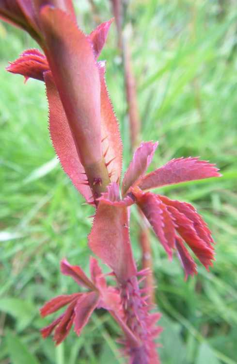 Rosa glauca var. hispidula