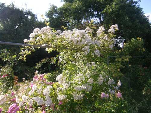 Rosa helenae, an Klettergerüst