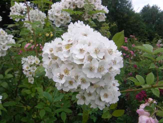 Rosa helenae, Blüten Nahaufnahme