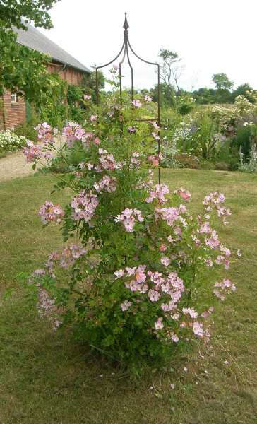 Rosa multiflora va. adenochaeta
