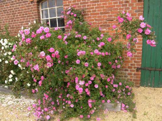 Rosa pendulina x sp.