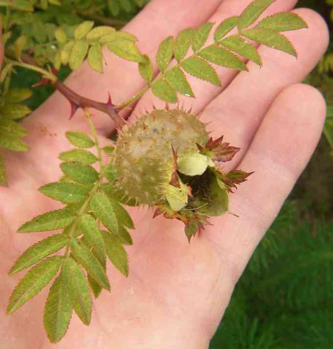 Rosa roxburghii