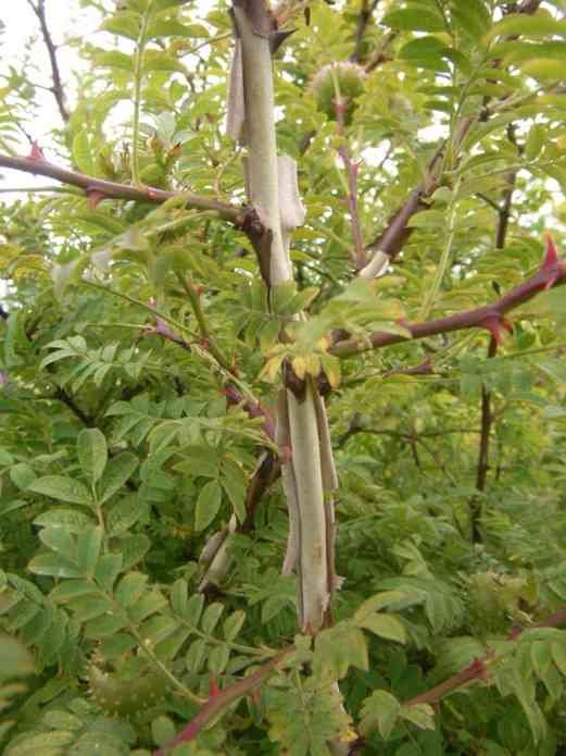 Rosa roxburghii