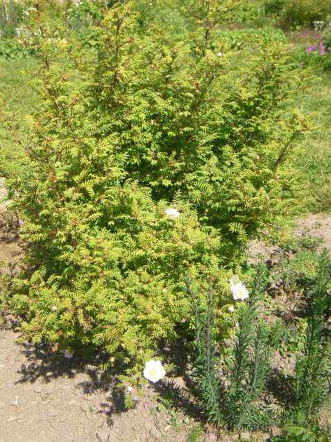 Rosa roxburghii