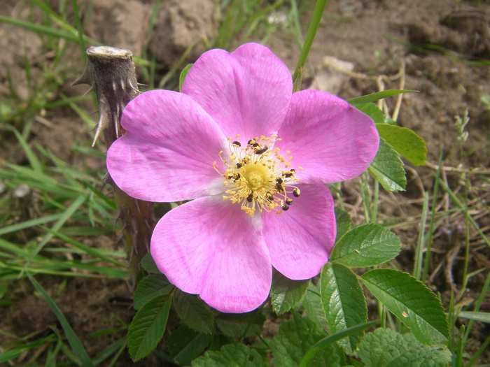 Rosa rugotida