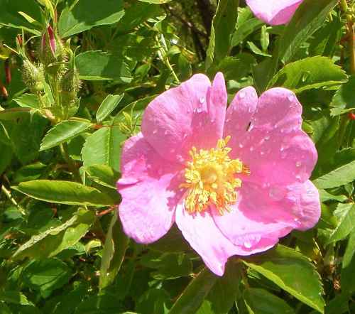 Rosa virginiana, rosa Einzelblüte und borstige Knospen