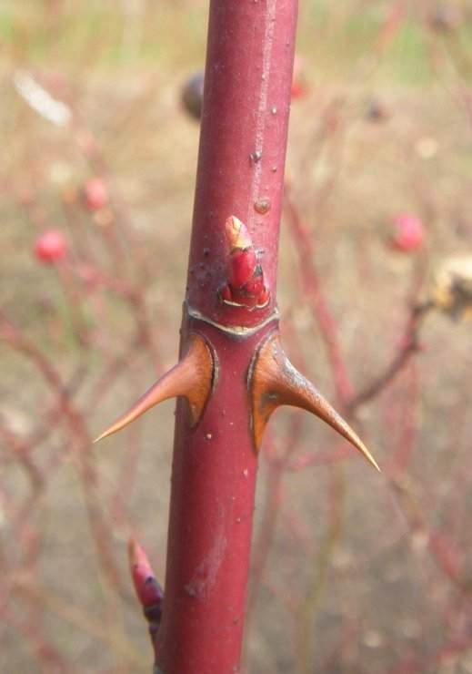 Rosa virginiana, Ausschnitt Trieb, Auge und paarstände Stacheln