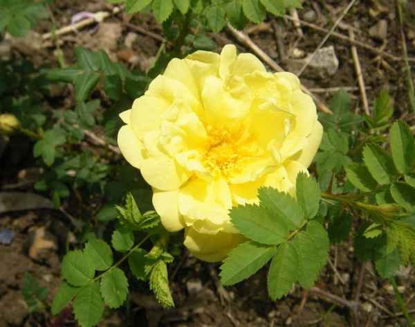 Rosa xanthina allard