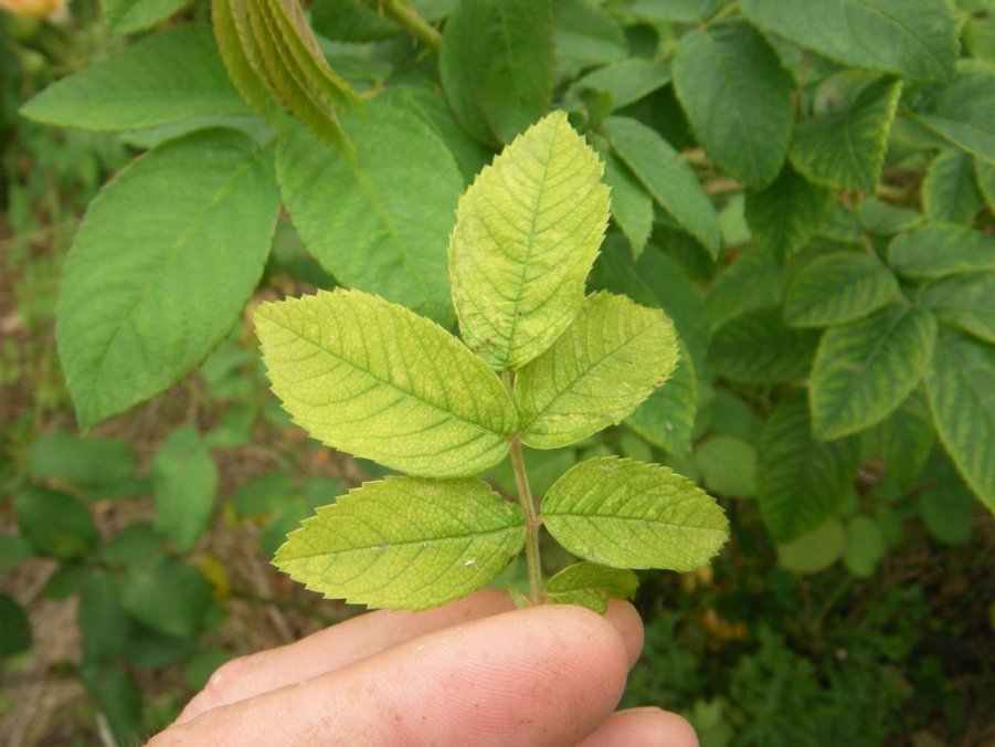 Rosen-Zikade Schadbilder