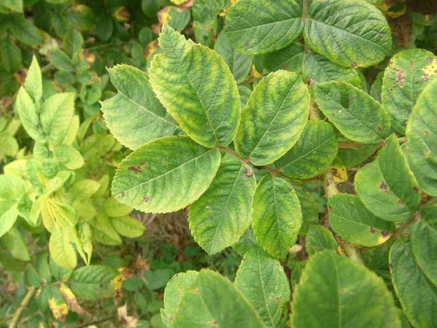 Rosen-Zikade Schadbilder