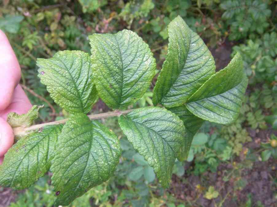 Rosen-Zikade Schadbilder