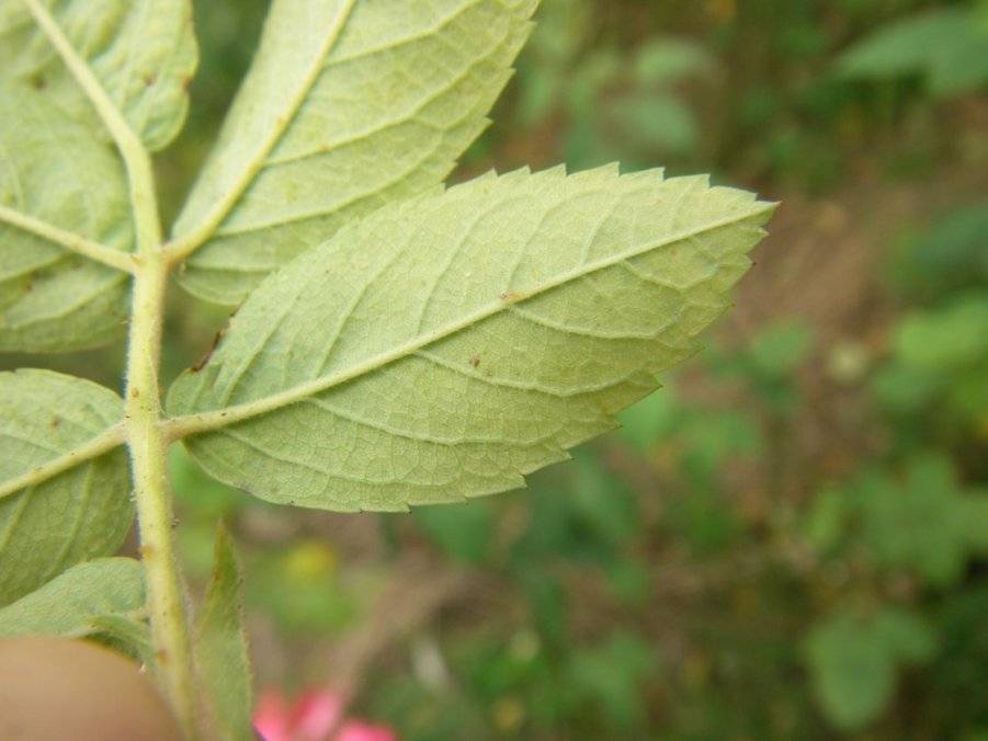 Rosen-Zikade Schadbilder