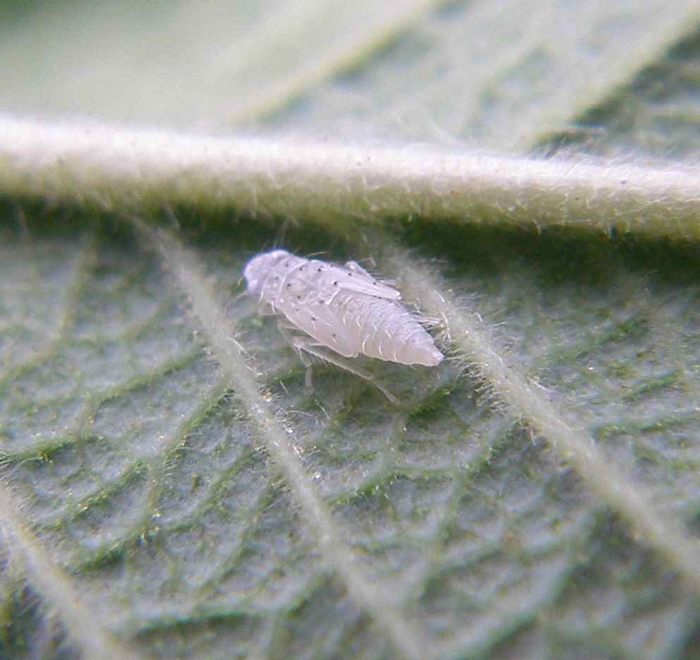 Rosen-Zikade Schadbilder