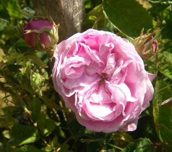 ‘Rosier des Peintres’