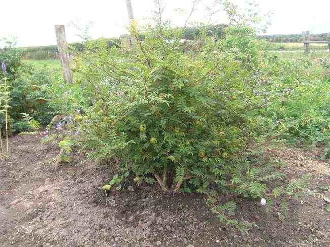 Rosa roxburghii normalis