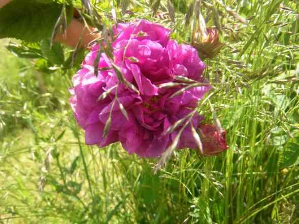 ‘Royal Marbrée’, Blüten