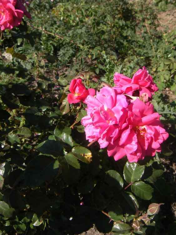 ‘Rubina’, Blüten endständig