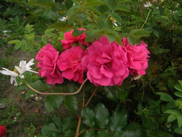 ‘Rubina’