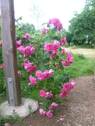 ‘Rudolfina’