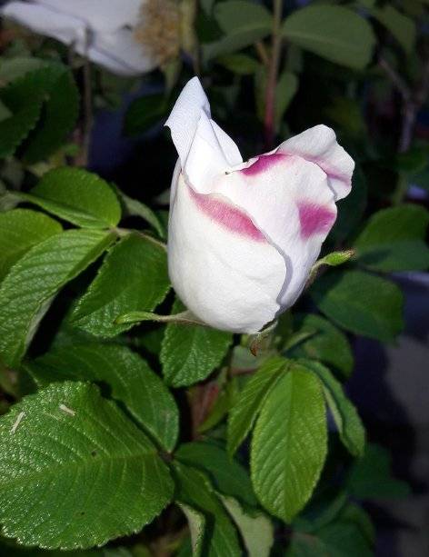 “Rugosa Hain”, halb geöffnete Blüte