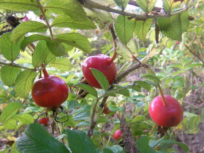‘Sassa Natalie’, drei rote Früchte