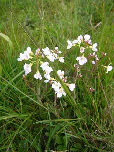 Wiesenschaumkraut