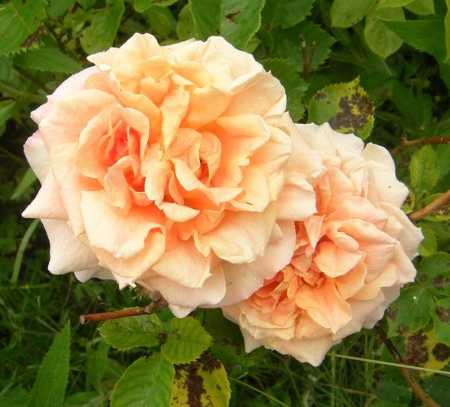 ‘Schloss Wildenfels’