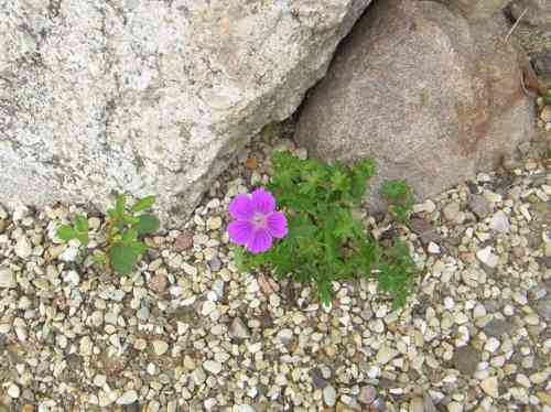 Storchschnabel