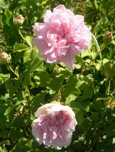 ‘Thusnelda’