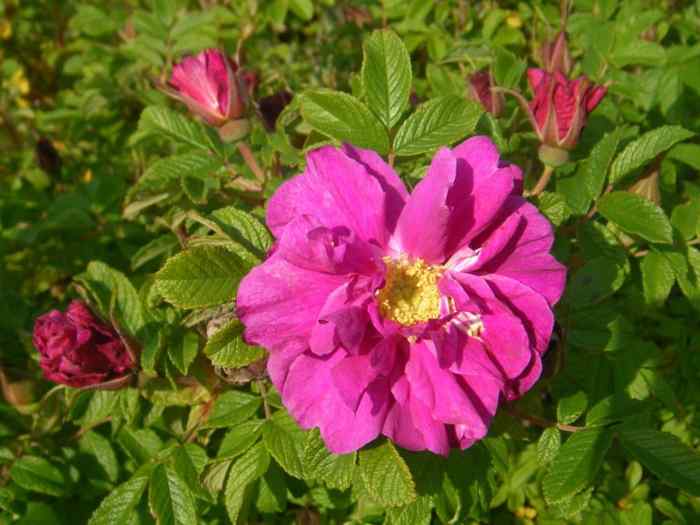 “Tornio”, offene Blüte mit weißen Streifen und Knospen.