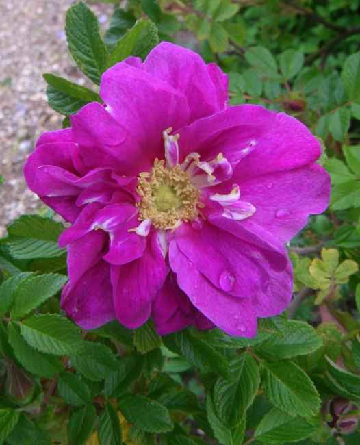 “Tornio”, wohlgeformte offene violette Blüte.