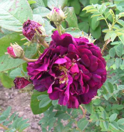 ‘Tuscany’