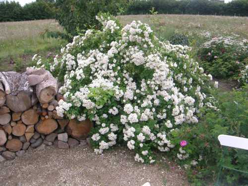 ‘White Flight’