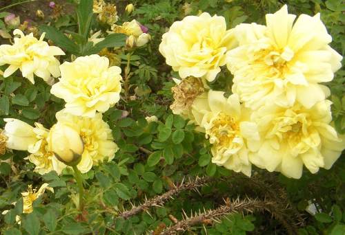 ‘Williams Double Yellow’, Blüten, Knospen, Triebe