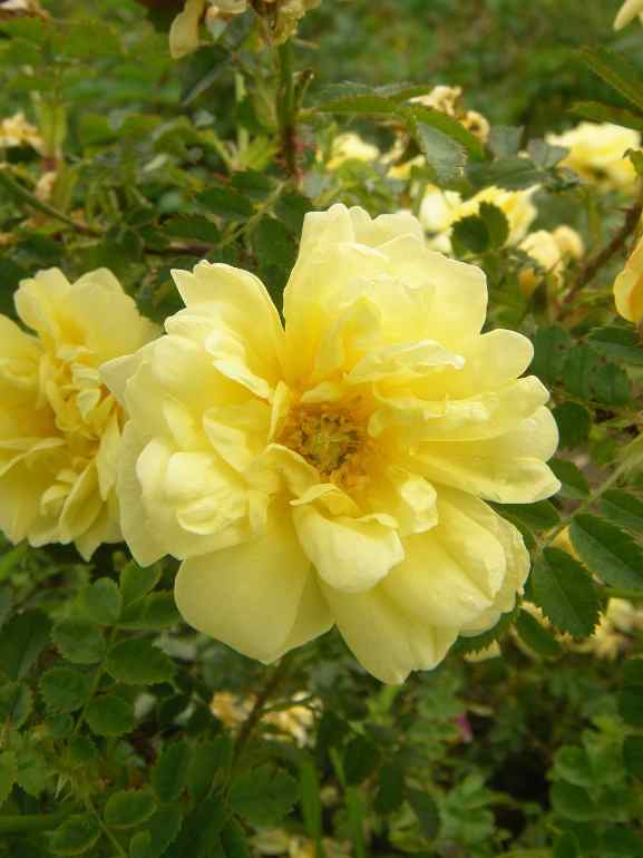 ‘Williams Double Yellow’, Blüte, Staubwedel