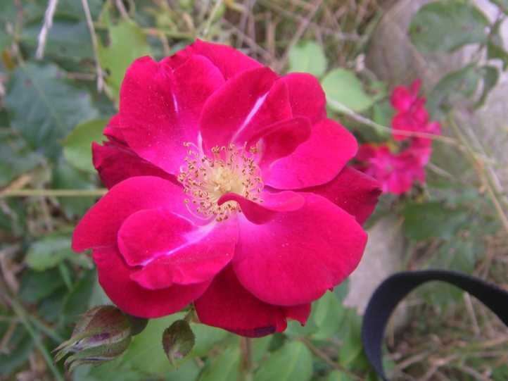 ‘A. Mckenzie’