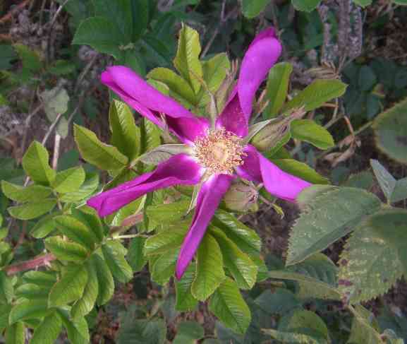 ‘Ann Endt’