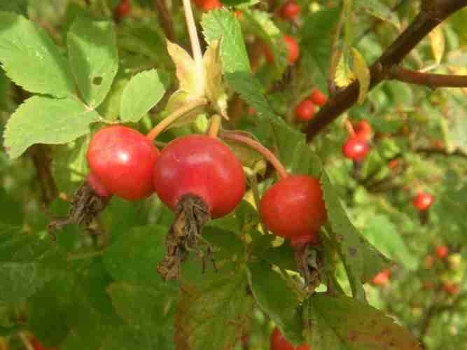 Rosa cinnamomea “Arno”, Früchte