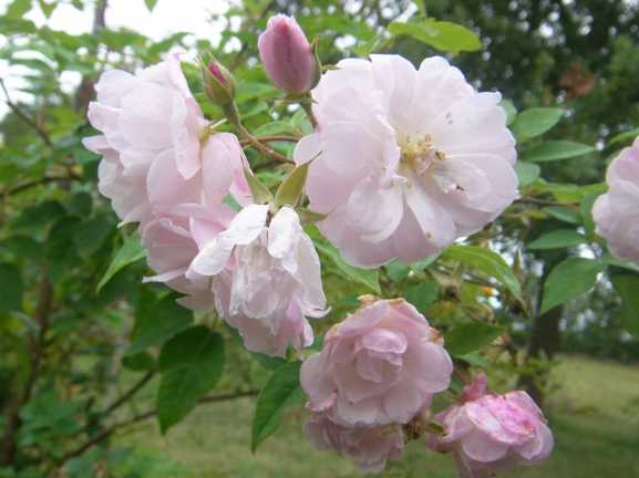 ‘Belle Vichyssoise’ (ERS)