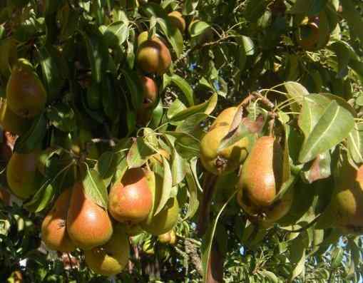 Birne Gute Luise