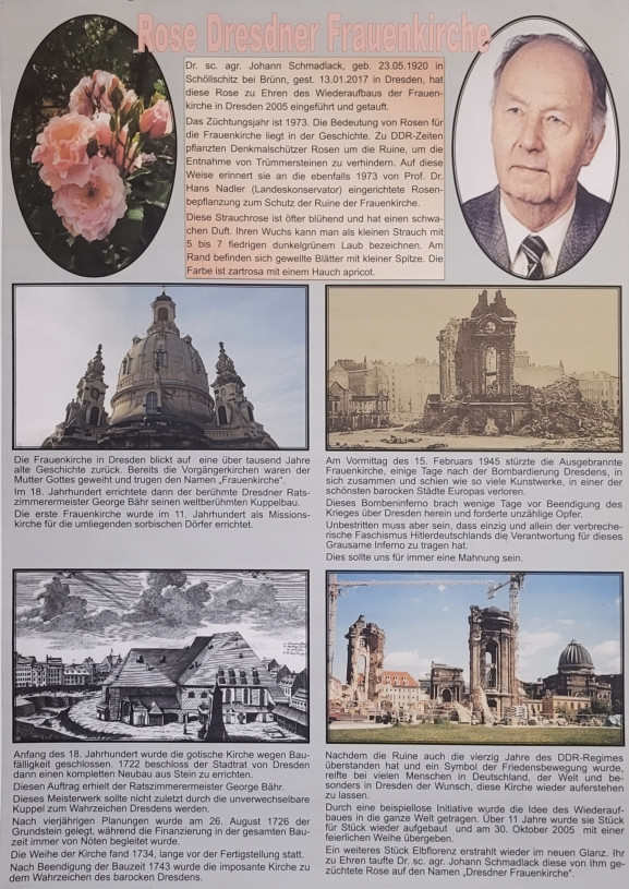 Bildtafel Dietz, ‘Dresdner Frauenkirche’, Fotos aus der Geschichte Dresden und vom Rosenzüchter Schmadlack.