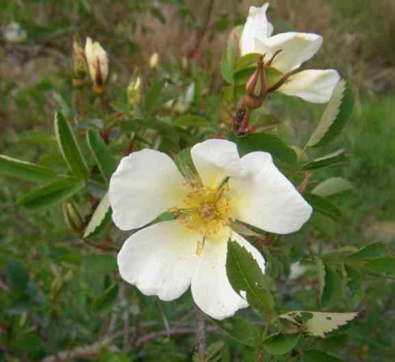 “Linnanmäkii”, erste Blüten in zart gelber Farbe