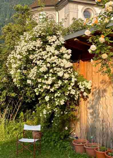 “Lykkefund, rosa”