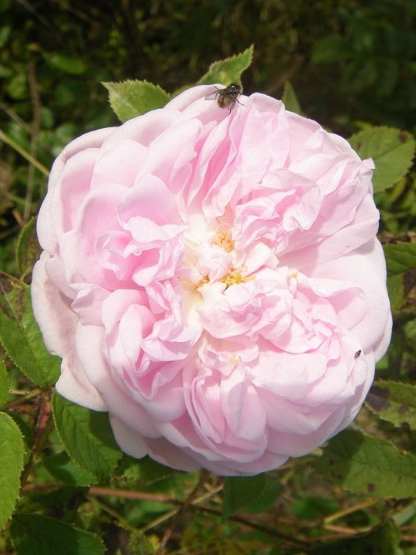 ‘Madame Edouard Ory’