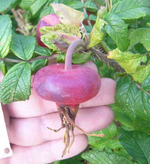 ‘Moje Hammarberg’