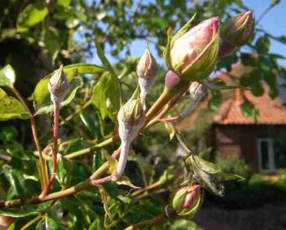 ‘New Dawn’
