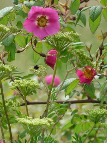 Rosa macrophylla glaucescens